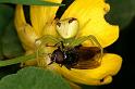 Misumenops_tricuspidatus_D6143_Z_89_Les Gris_Frankrijk